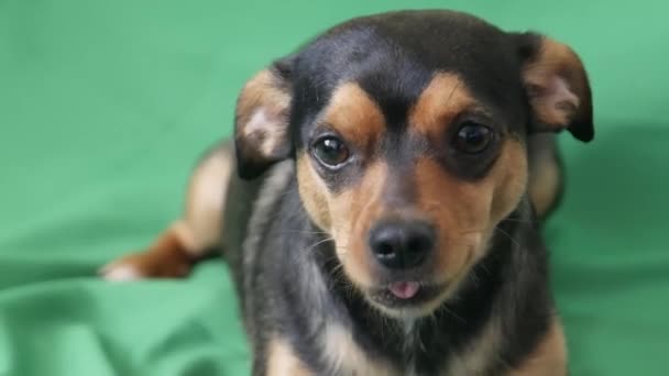 Cão Preto Tela Verde Pronto Para Entrada Cão Preto Chihuahua — Vídeo de Stock