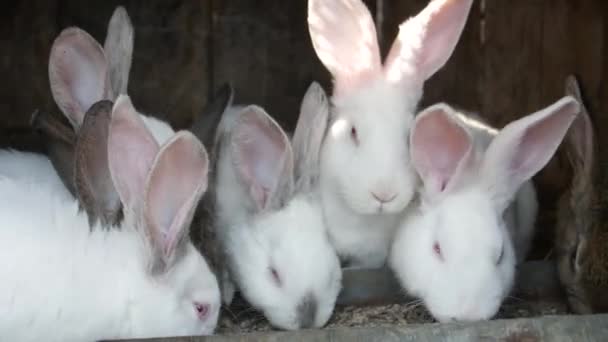 Un groupe de lapins blancs mangeant de la nourriture à la ferme, de nombreux lapins — Video