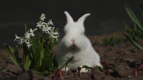 Pequeño conejo se sienta en flores blancas, 4 en el video — Vídeo de stock