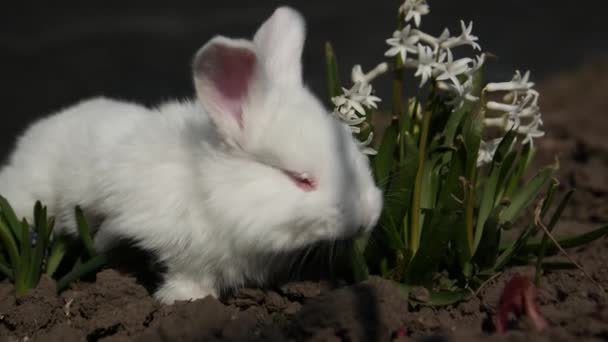 Маленький кролик сидить у білих квітах, 4 на відео — стокове відео