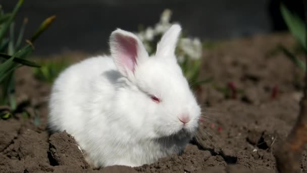 Маленький кролик сидить у білих квітах, 4 на відео — стокове відео