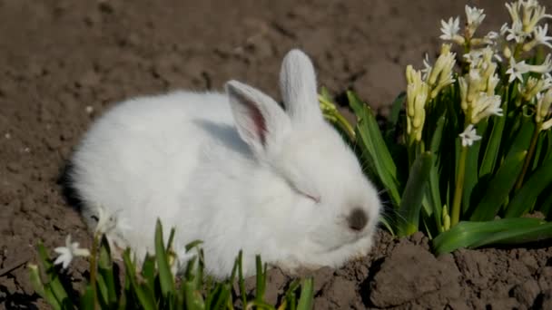 Pequeño conejo se sienta en flores blancas, 4 en el video — Vídeo de stock