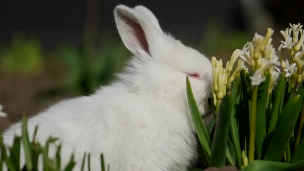 Pequeño conejo se sienta en flores blancas, 4 en el video — Vídeo de stock