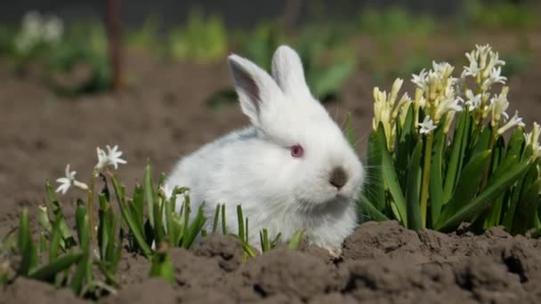 Mały królik siedzi w białych kwiatach, 4 w filmie — Wideo stockowe