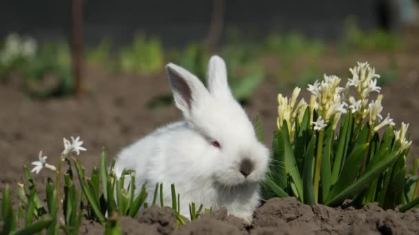 Pequeño conejo se sienta en flores blancas, 4 en el video — Vídeos de Stock