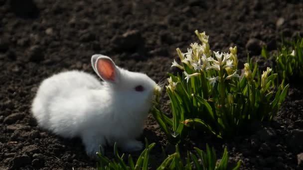 Kleine konijn zit in witte bloemen, 4 in de video — Stockvideo