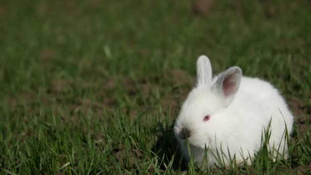 Baby weißes Kaninchen im Frühling grünes Gras Hintergrund — Stockvideo