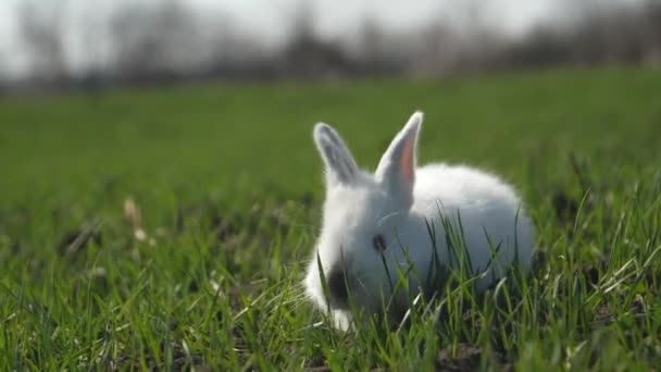 Bébé lapin blanc au printemps vert fond d'herbe — Video