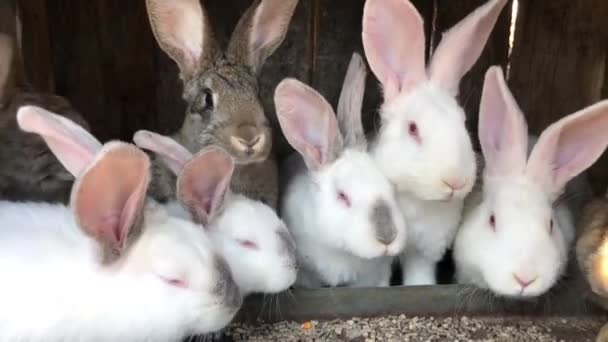 Baby weißes Kaninchen im Frühling grünes Gras Hintergrund — Stockvideo