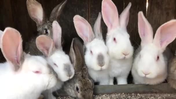 Baby wit konijn in het voorjaar groen gras achtergrond — Stockvideo