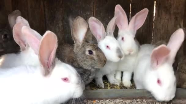 Baby weißes Kaninchen im Frühling grünes Gras Hintergrund — Stockvideo