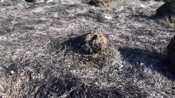 Bébé lapin blanc au printemps vert fond d'herbe — Video