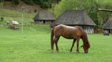 Baharda çayırda güzel atlar ot yer, sahibinin evinin yanında bir at, kahverengi bir at.