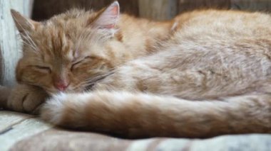 Huzurlu Turuncu Tekir Kedi Uyuyor