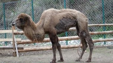 Hayvanat bahçesinde tutsak kalmış yorgun bir deve, aç ve sıska bir deve.