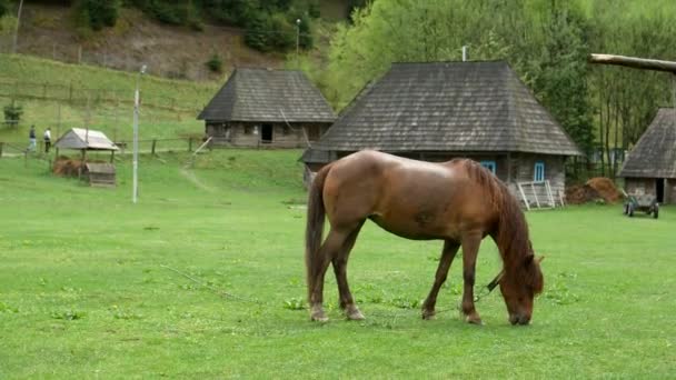Beautiful Horses Spring Meadow Eat Grass Horse Owner House Brown — Stock Video