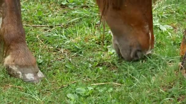 古い家の近くの馬は 牧草地の草を食べる馬 — ストック動画