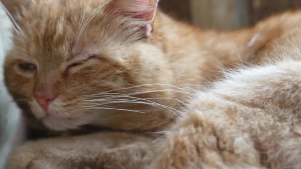 Carino Piccolo Gattino Rosso Dorme Pelliccia Coperta Bianca — Video Stock