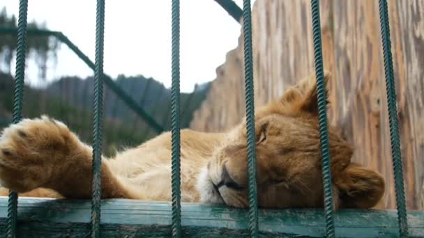 ライオンはバーの後ろの動物園で飼育されている獣の王です 4Kビデオ — ストック動画