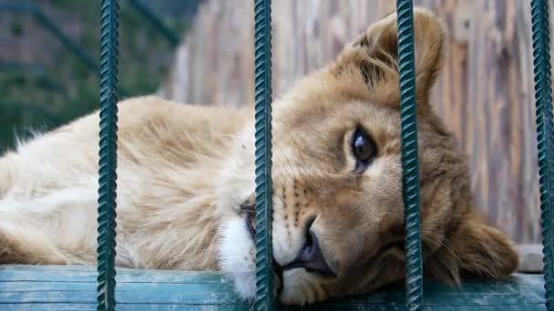 León Joven Una Jaula Zoológico Animal Cautividad León Triste — Vídeos de Stock