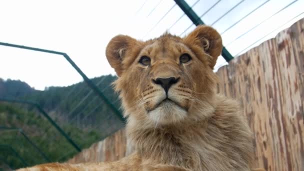 Jóvenes Leones Cerca Vídeo — Vídeo de stock