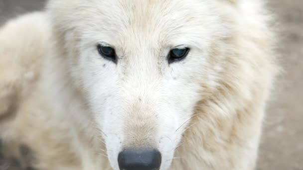 Lobo Blanco Con Ojos Azules Cerrado — Vídeos de Stock