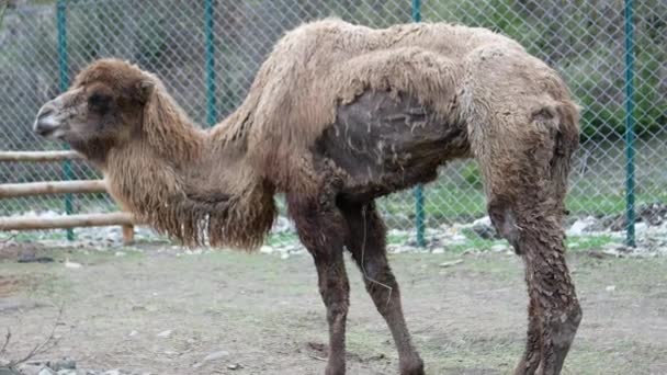 Μια Παλιά Καμήλα Στο Ζωολογικό Κήπο Μια Άρρωστη Καμήλα Ένα — Αρχείο Βίντεο