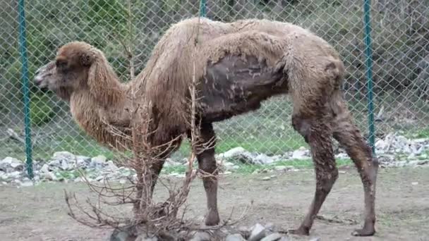 Uma Câmara Doente Jardim Zoológico Zombaria Animal Camelo Cativeiro — Vídeo de Stock