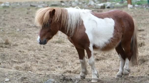 自家製のポニー 美しい小さな馬 — ストック動画