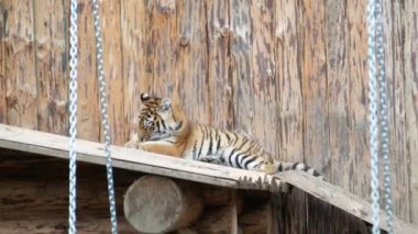 Hayvanat bahçesindeki kaplan bir kafese kapatılır ve işkence görmüş gibi hisseder. 4K video.