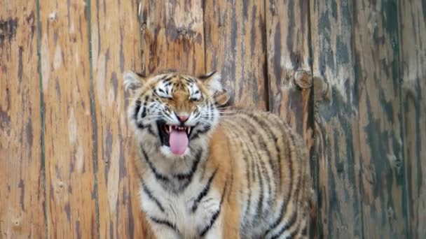 Злий Тигр Клітці — стокове відео