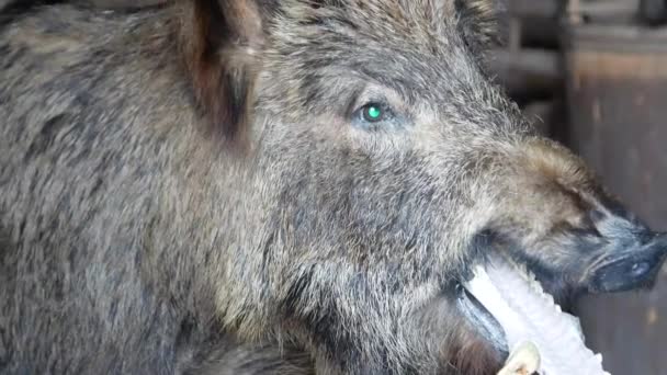 Wild Zwijn Wild Varken Opgevuld Wild Varken — Stockvideo