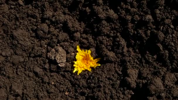 Paardenbloemen Groeien Droge Grond Timelapse — Stockvideo