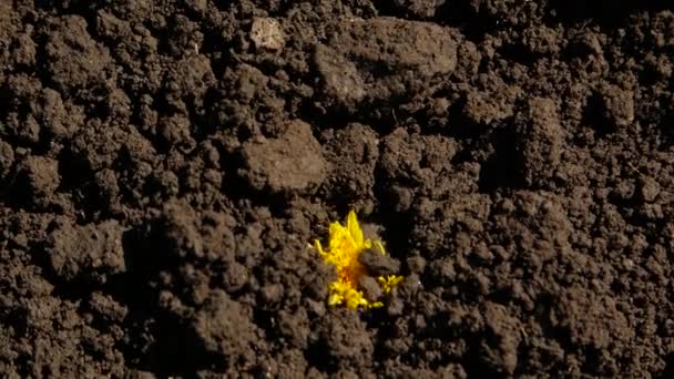 Flor Amarilla Crece Tierra Aprovechamiento Por Turno — Vídeos de Stock