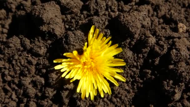 黄色の花は地面から成長し タイムラプス — ストック動画