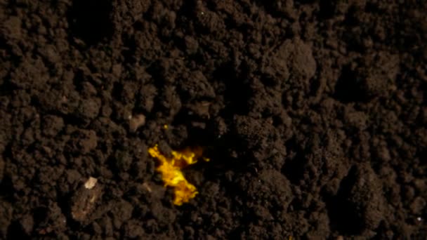 蒲公英生长在干燥的土地上 时光流逝 — 图库视频影像