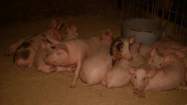 Jonge Biggen Een Kooi Een Varkensboerderij Varkenshouderij Zeug — Stockvideo