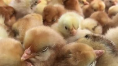 tarım çiftliğinde bir kutu içinde küçük civciv çok, 4k video