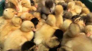 Çiftlikte küçük ördek, sevimli küçük sarı ördek yakın