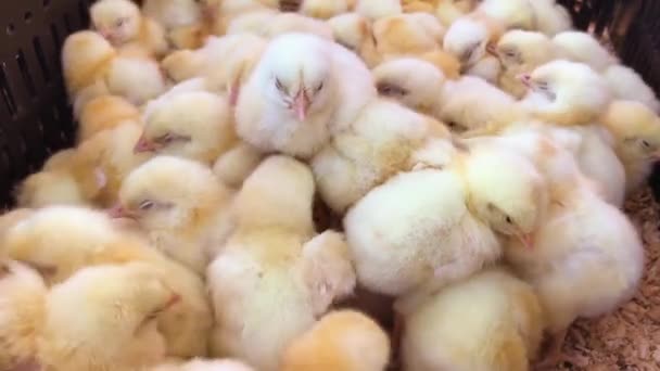 Beaucoup de petits poussins dans une boîte à la ferme agricole, vidéo 4k — Video