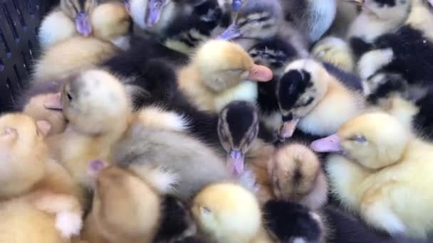 Pollitos, Pollo bebé en granja avícola — Vídeos de Stock