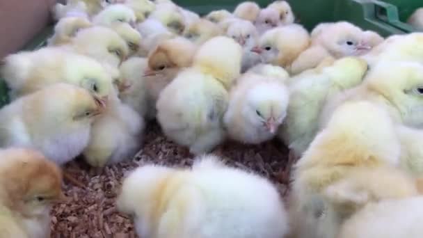 Μικρά κοτόπουλα, κοτόπουλο σε φάρμα πουλερικών — Αρχείο Βίντεο