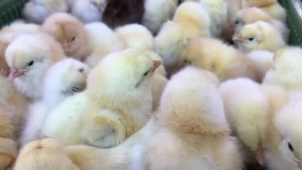 Små kycklingar, baby kyckling i fjäderfä gård — Stockvideo