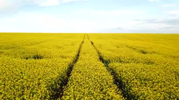 Campo de colza con hermosa nube - planta de energía verde — Vídeo de stock