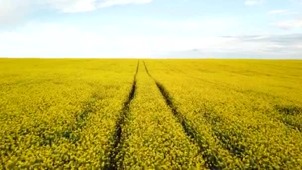Champ de colza avec beau nuage - plante pour l'énergie verte 