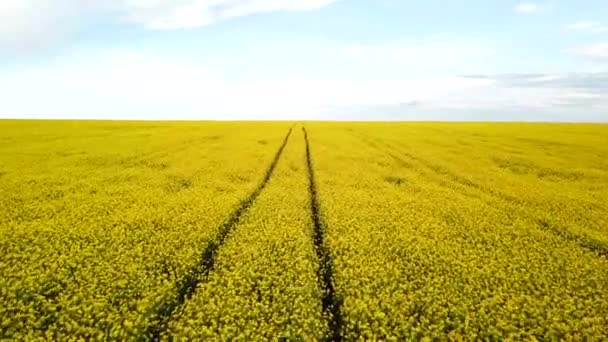 Canola jaune. "Field of blooming rapeseed aerial view". Fleurs de colza jaune et ciel surchargé de nuages. 