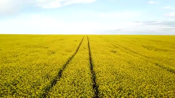 Żółte Pole Rzepaku Pole Kwitnącego Widoku Powietrza Rzepaku Żółte Kwiaty — Wideo stockowe