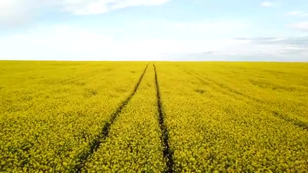 Gult Rapsfält Fält För Blommande Rapsfrö Flygvy Gul Raps Blommor — Stockvideo