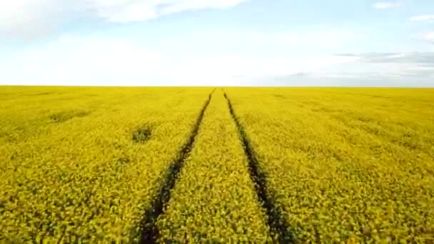 Campo de colza con hermosa nube - planta de energía verde — Vídeo de stock