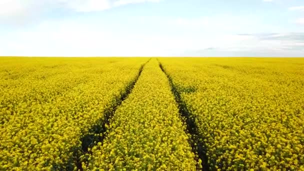 Campo de colza con hermosa nube - planta de energía verde — Vídeo de stock